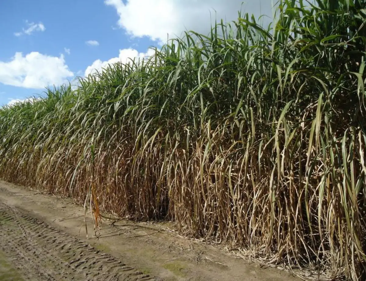 La Eeaoc aconseja actuar antes de la ocurrencia de heladas
