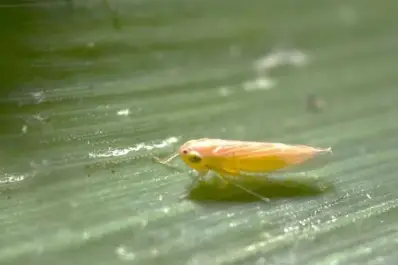 En el NOA la presencia de dalbulus maidis es baja, pero aconsejan mantenerse alertas