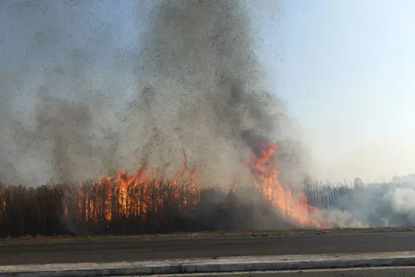 Durante 2025, en Tucumán se quemaron 5.000 hectáreas menos de caña que en la zafra anterior