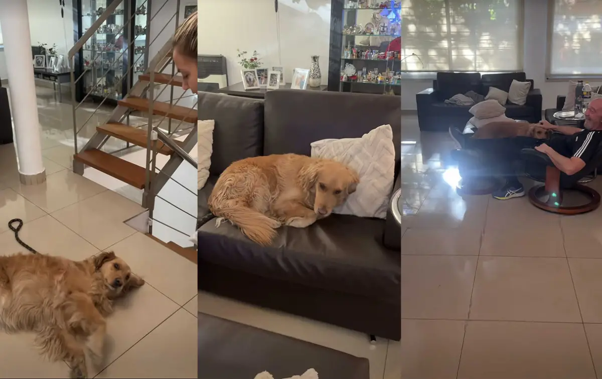 “Juana Miss Caprichitos”: la perrita Golden que se viralizó por no querer irse de casa de sus abuelos