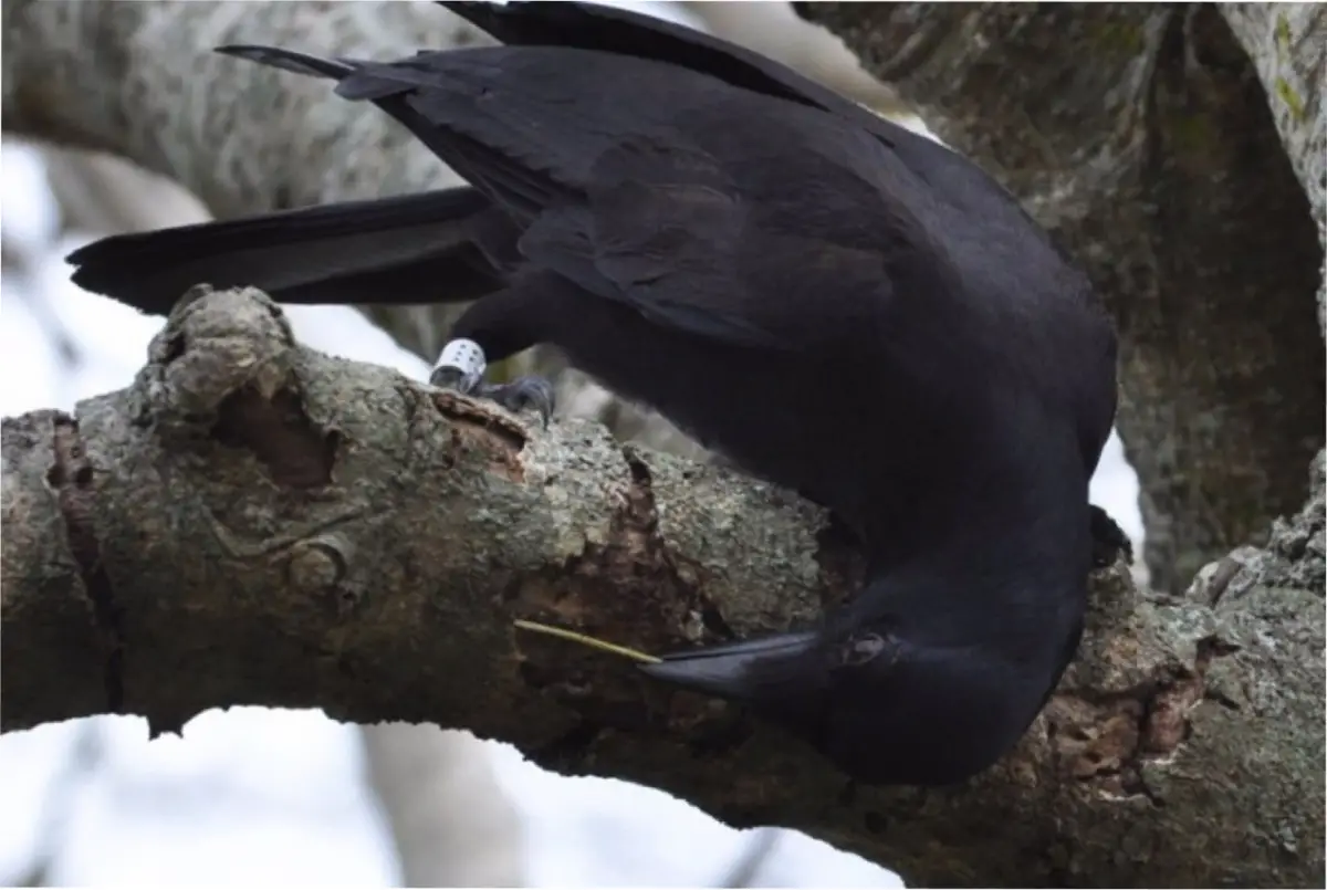 Un estudio publicado en National Geographic reveló que estos animales son extremadamente rencorosos.