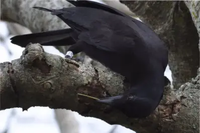 No te metas con ellos: un estudio poco ético reveló que estos animales son más rencorosos que los humanos