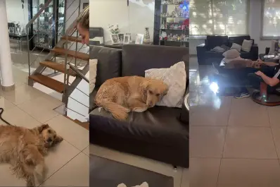 “Juana Miss Caprichitos”: la perrita Golden que se viralizó por no querer irse de casa de sus abuelos