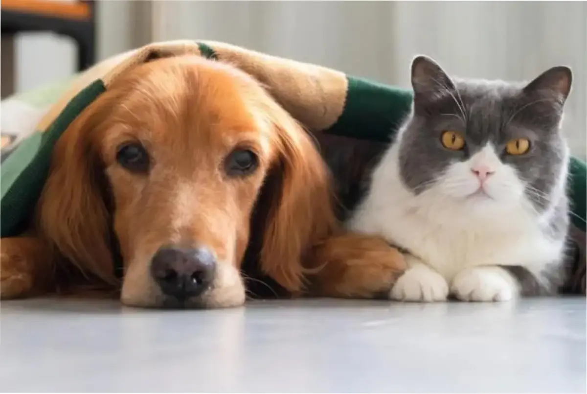 ¿Cómo proteger a las mascotas en Año Nuevo?