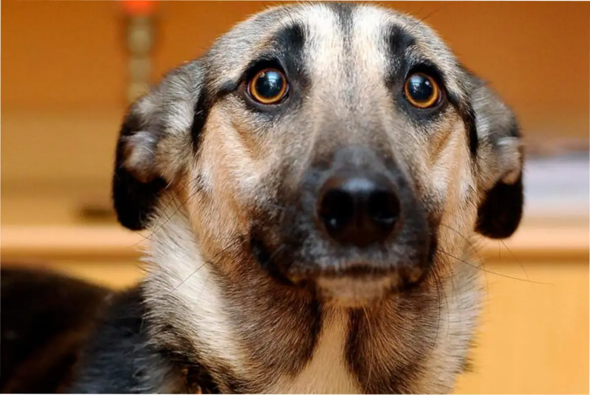 Los signos de que tu perro puede sufrir un episodio de estrés. 