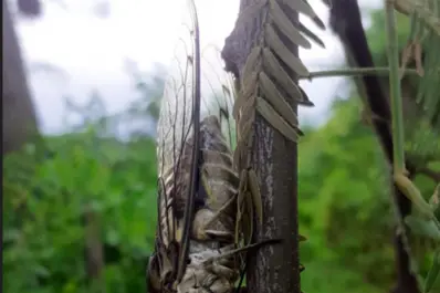 El calor llega cantando: ¿qué nos anuncian los coyuyos sobre el verano y el ambiente?