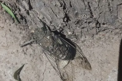 El calor llega cantando: ¿qué nos anuncian los coyuyos sobre el verano y el ambiente?