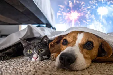 El sencillo truco del algodón para reducir el estrés de tu perro o gato por la pirotecnia