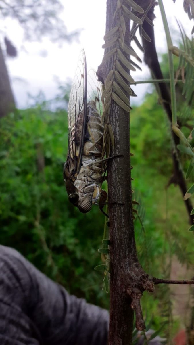 El calor llega cantando: ¿qué nos anuncian los coyuyos sobre el verano y el ambiente?