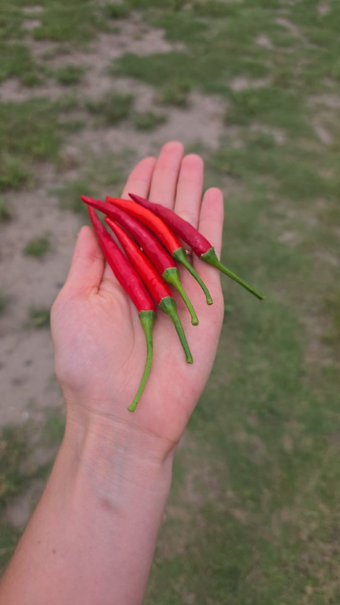 Ají picante.