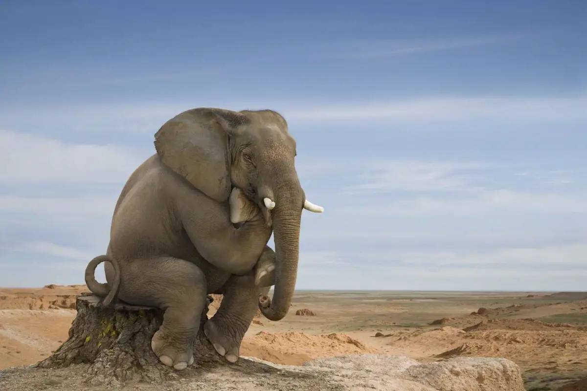 No pienses en un elefante (y mucho menos en 2027)