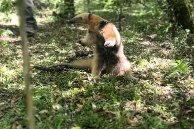 Insólita visita en Leales: un oso melero irrumpió en una casa y causó sorpresa