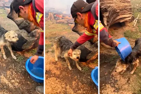 Estaba encadenado y rodeado por el fuego: el rescate de un perro en Chubut que conmueve a las redes