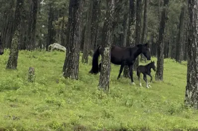 La escena más tierna en Tafí del Valle: una yegua ayudó a su cría a bajar un barranco