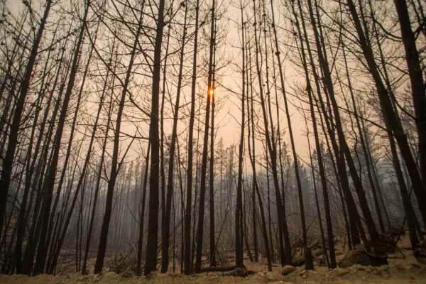 Incendios en Chubut: por el avance del fuego, ordenan la autoevacuación preventiva de El Pedregoso