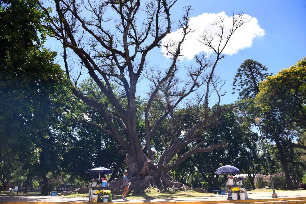 GOMERO EN DISPUTA. Desde la SAAT se pide que quede la parte inferior.
