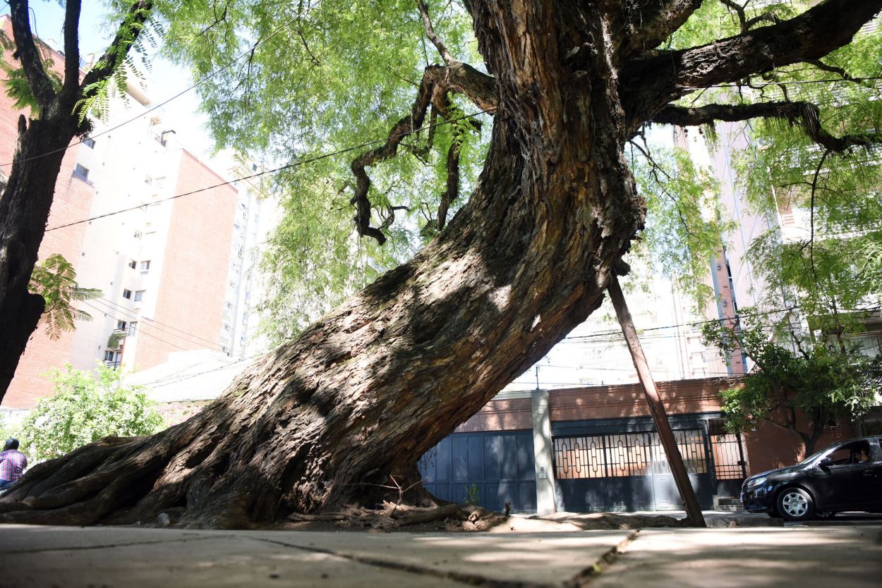 MUY INCLINADA. Preocupa una tipa en calle Balcarce, casi Marcos Paz.