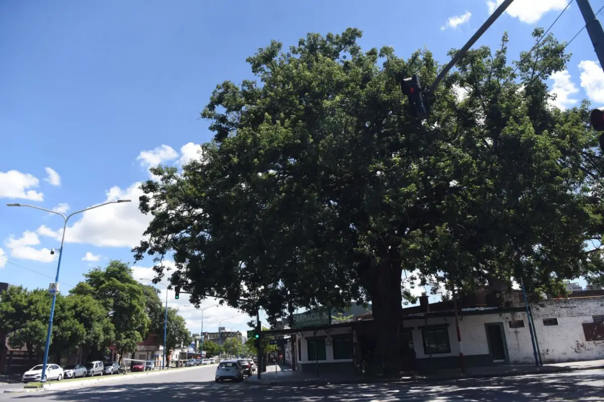 ÁRBOL NOTABLE. El palo borracho gigante de Rondeau y avenida Alem.