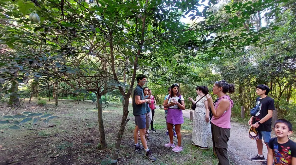 EL SECRETO DE LAS TEXTURAS. Al tocar las hojas de los distintos tipos de lapachos, se puede identificar cuál de ellos es el amarillo y cuál es el rosado. la gaceta / fotos de ariane armas