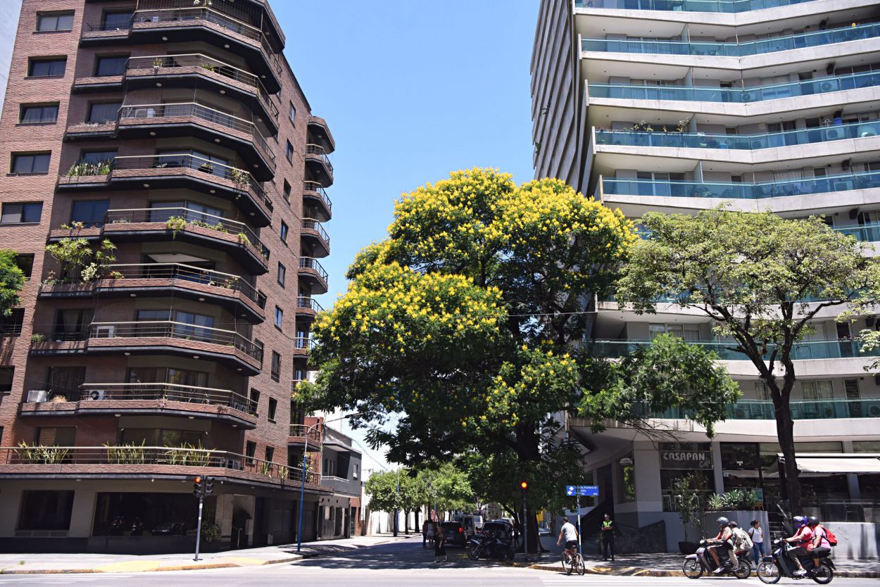 BARRIO NORTE. En Salta y Marcos Paz el árbol estuvo a punto de ser cortado, pero hoy es un “vecino” más. la gaceta / fotos de analía jaramillo