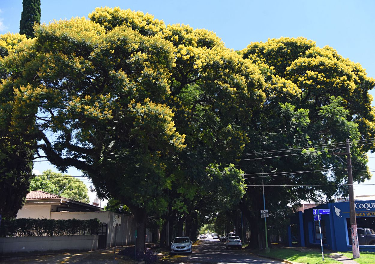 NOTABLE. En avenida Mate de Luna se reconoció su valor patrimonial.