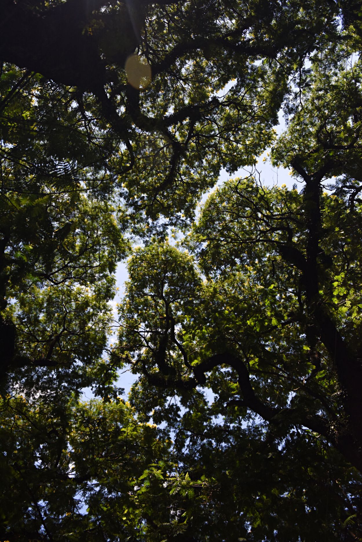 COPA. La luz del sol se filtra entre sus hojas y produce sombra y frescura.