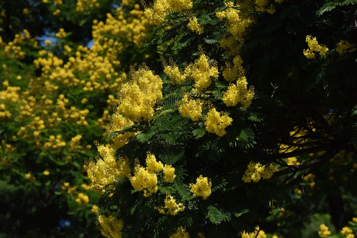 DELICADEZA. Su follaje está compuesto por hojas finas y bipinnadas.