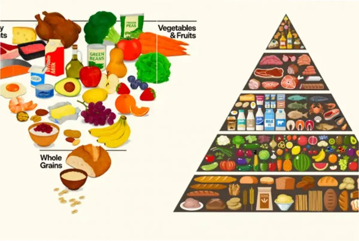 La nueva pirámide alimenticia (izquierda), que ilustra las recomendaciones de las guías dietéticas para los estadounidenses, revoluciona por completo los consejos anteriores. Las pirámides alimenticias anteriores proponían un mayor consumo de cereales, verduras y frutas, a la vez que recomendaban moderar el consumo de carne y grasas. Las nuevas guías priorizan el consumo de proteínas. De izquierda a derecha: Departamento de Agricultura de EE. UU./Departamento de Salud y Servicios Humanos de EE. UU.; Gurzzza/iStock/Getty Images Plus/Science News