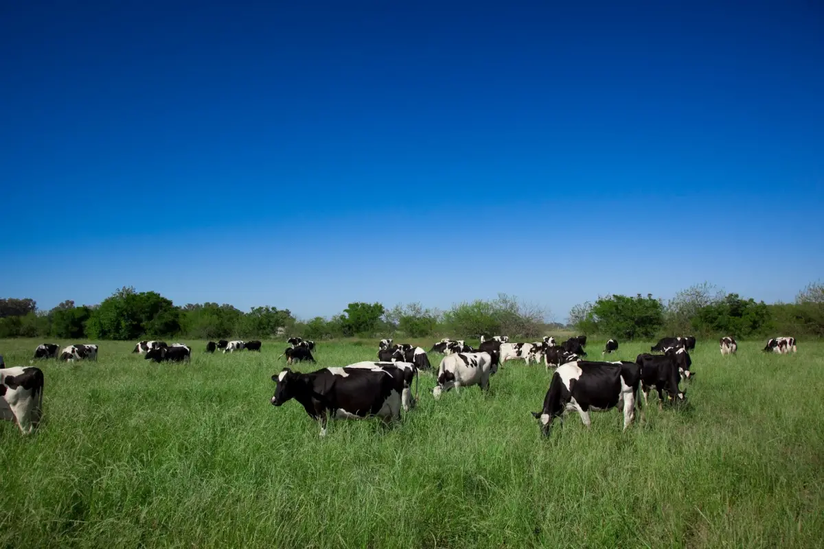 Producción ganadera. 