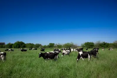 La producción nacional de leche alcanzó el mayor nivel de los últimos 10 años, según datos oficiales