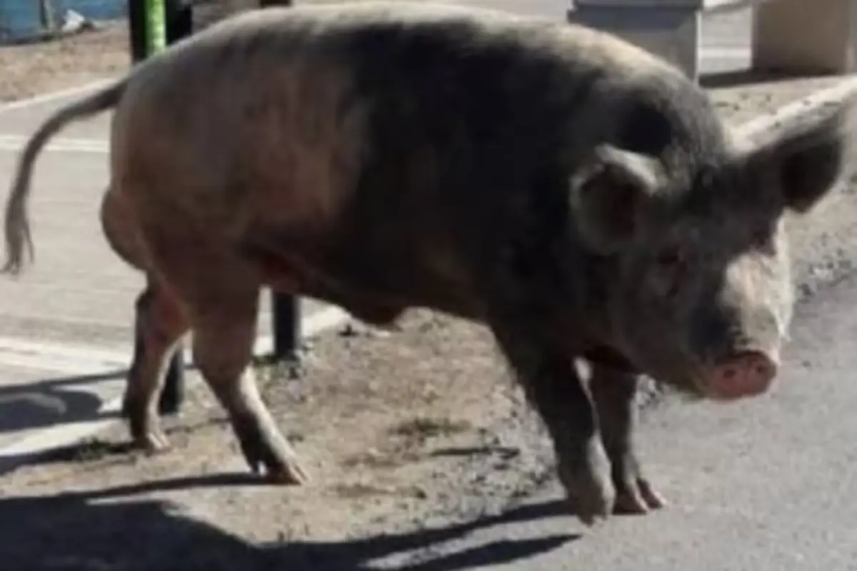 AHORA, CHANCHOS. Aparecieron entre 10 y 11 ejemplares caminando por las calles de Nordelta.