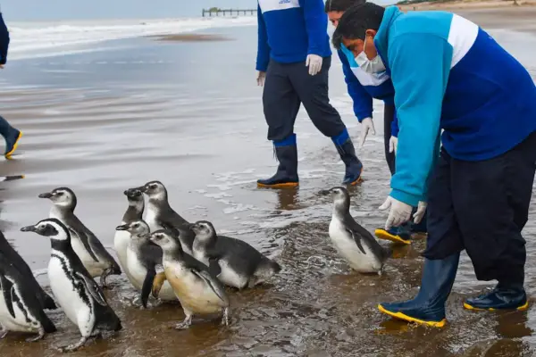 Hay un voluntariado para rescatar pingüinos en la costa bonaerense y ya abrió la inscripción