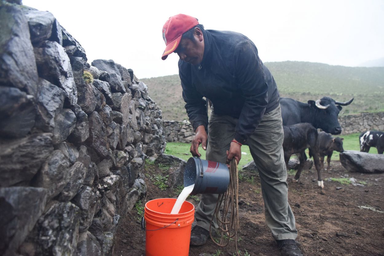 LOS PASOS DEL PROCESO. Del producto original se elaboran quesos.