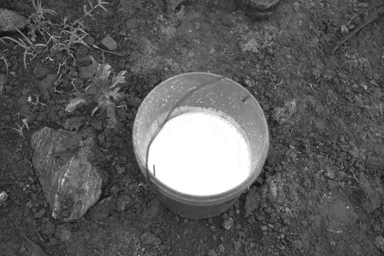 ESPESA Y BLANCA. Las cualidades de la leche de las vacas criollas.