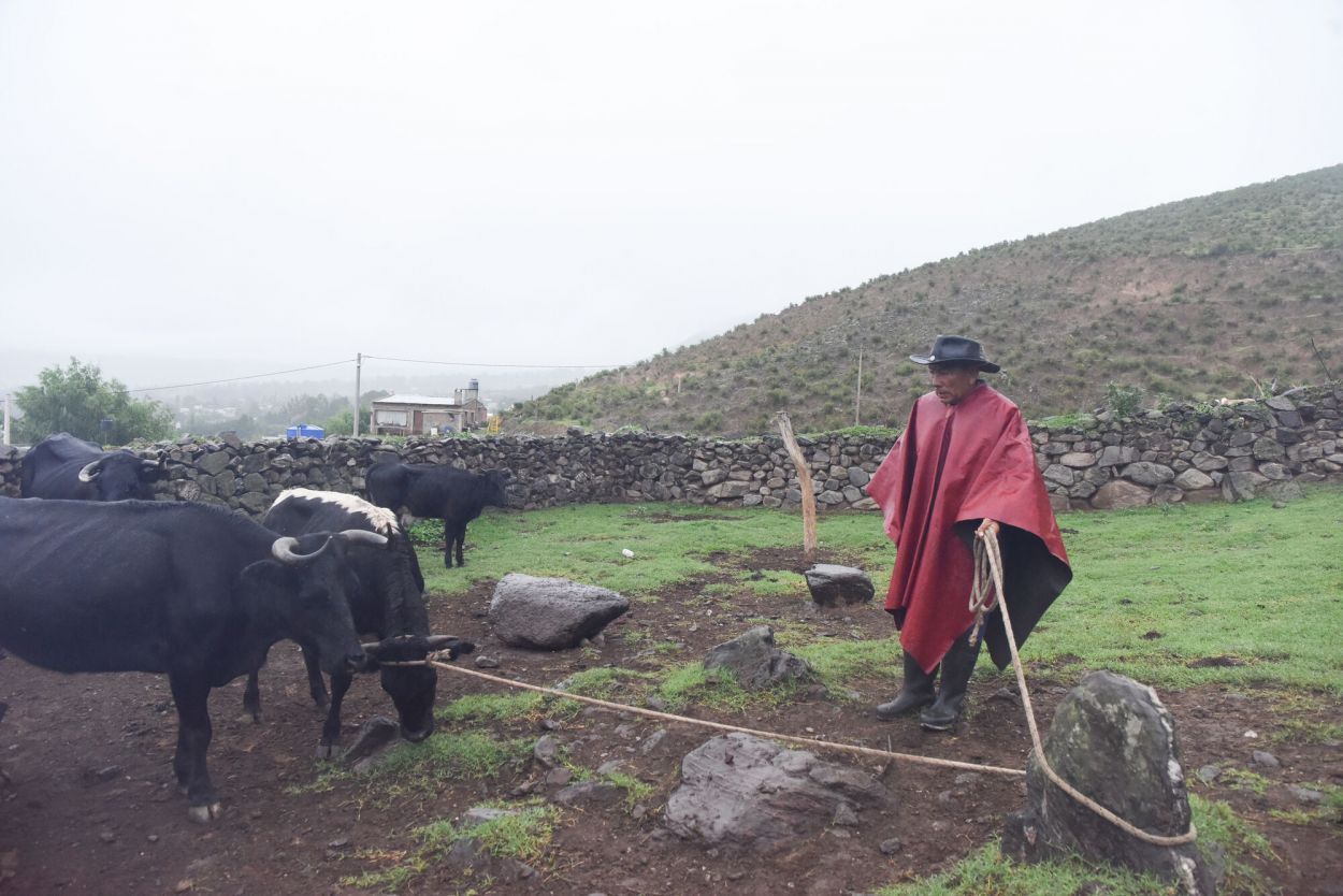 CON UN SIMPLE LAZO. La experiencia les permite controlar fácilmente.