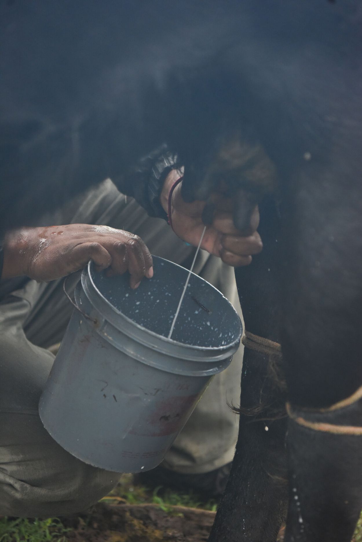 MANO EXPERIMENTADA. De cada vaca se obtiene medio litro de leche.
