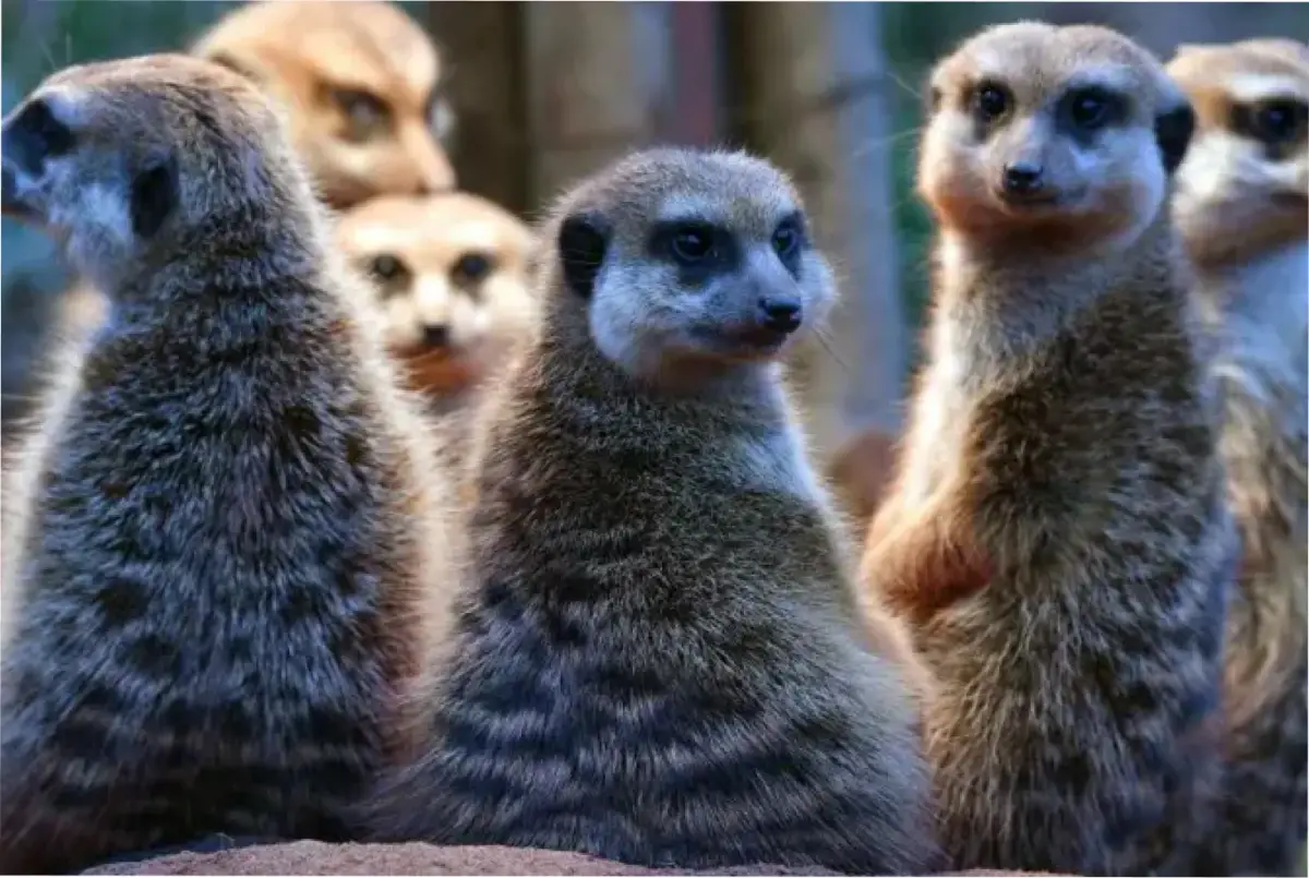 Las suricatas son animales increíblemente sociales y viven en grandes grupos conocidos como manadas o clanes. Los humanos comparten un nivel de moogamia similar a estas mangostas.