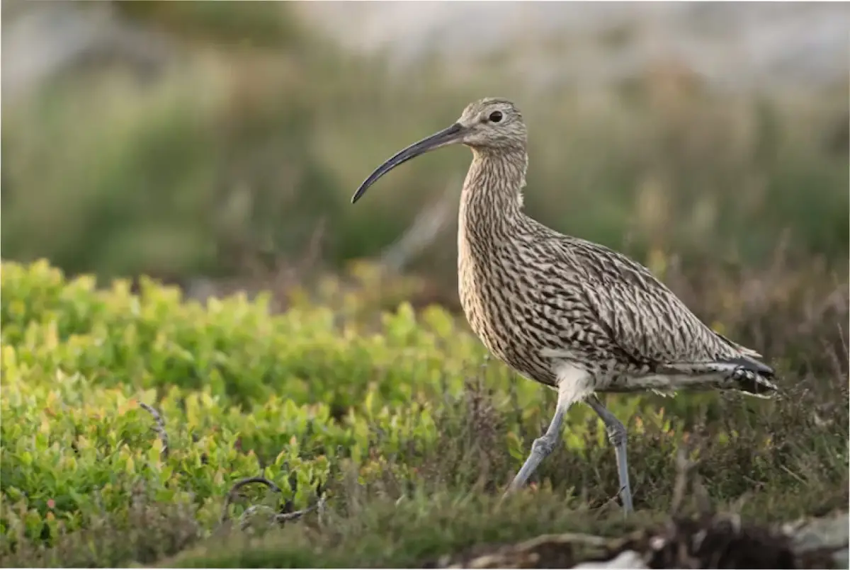 El zarapito fio, una de las ausencias para finales del 2025. 