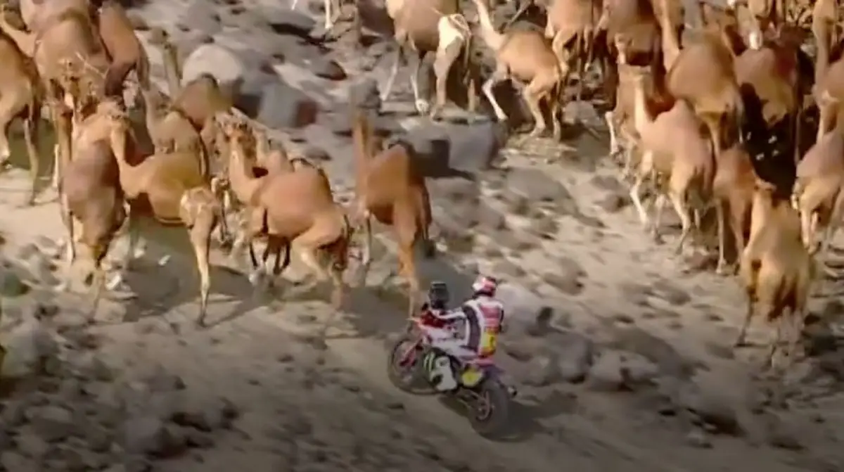 DE NO CREER. El retraso de Brabec por los camellos en la ruta del Dakar 2026.