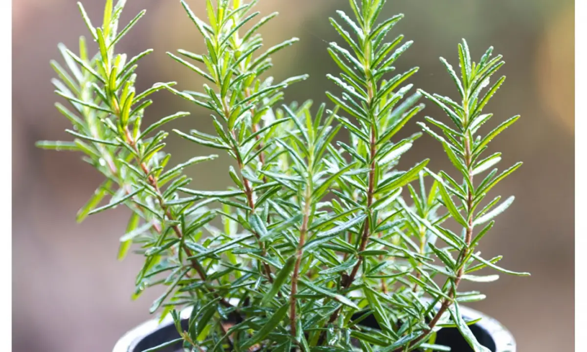 El gran uso que se le puede dar al romero y que pocos conocen