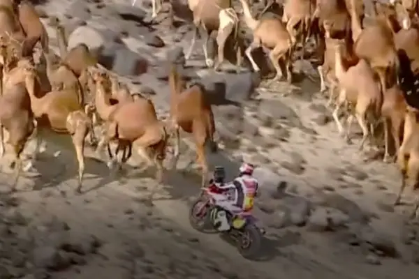 Llamativo: por qué los camellos fueron aliados clave del título de Luciano Benavides en el Dakar
