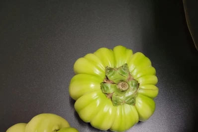 Las berenjenas tucumanas llegan a Francia en una segunda exportación