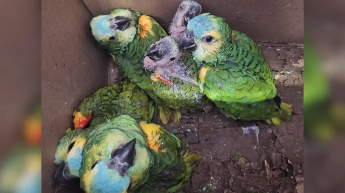 Rescataron 13 loros habladores que eran transportados de manera ilegal en Jujuy