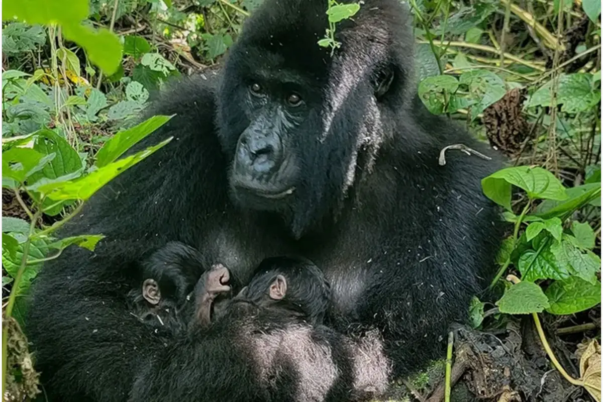 Cuando nacen, los gorilas bebés tienen un espeso pelaje negro y suelen pesar alrededor de dos kilos.