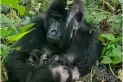 La mejor noticia del mundo animal: nacieron gemelos gorilas, una especie en peligro de extinción