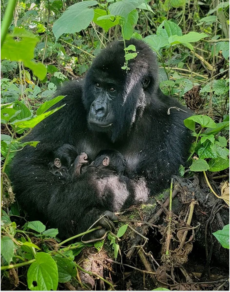La mejor noticia del mundo animal: nacieron gemelos gorilas, una especie en peligro de extinción