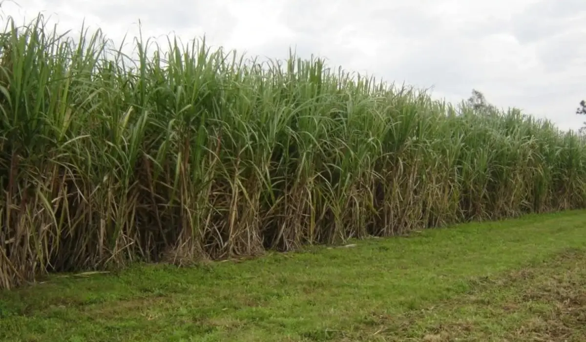 Caña de azúcar: ensayan nuevas estrategias para el manejo de malezas con drones y herbicidas
