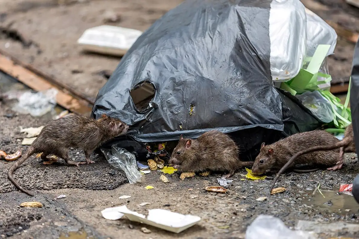 “Ventilar y desmalezar”: las claves en la limpieza para prevenir hantavirus