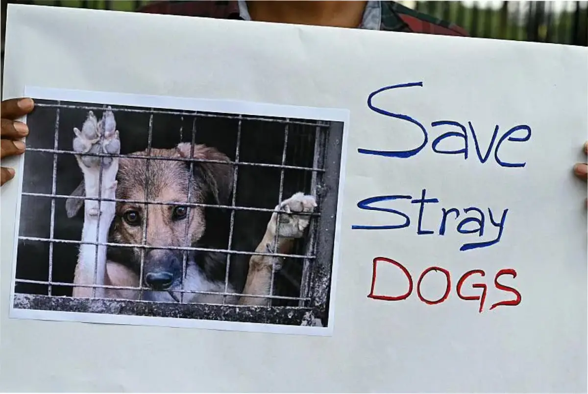 Asesinato de perros en la India: el problema que aqueja a todo un país. 
