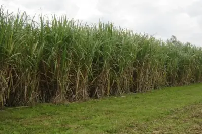 Caña de azúcar: ensayan nuevas estrategias para el manejo de malezas con drones y herbicidas